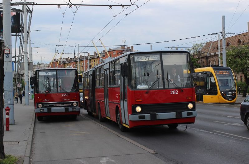 Weiterhin befinden sich 33 der einst 83 Einheiten der Ikarus 280T-Gelenkwagen der Baujahre 1987-89 im Einsatz, ein notwendiger Ersatz ist weiterhin offen. Hier überholt Wagen 282 vom Bj.1989 den zwei Jahre jüngeren Wagen 229 am 30.04.2019. Foto: J. Lehmann